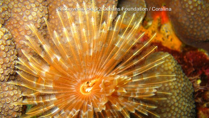 Fan worms (27)-2